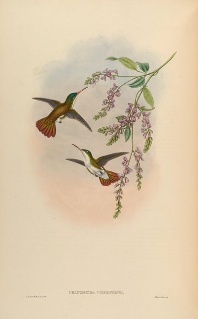 Uranomitra Viridifrons = Amazilia Viridifrons Viridifrons by John Gould